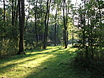 Erdőrészlet