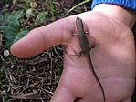 A gyerek gyík