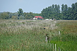 Bujócskázó bivalyok