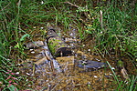 Beteg krokodil