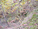 Erdőrészlet