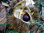 Szelídgesztenye
