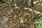 gyökerek