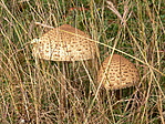 Tesók