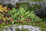 Polypodium