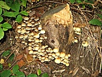 Fagombák (FF)