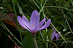 Őszi kikerics