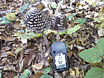 Harkály tintagomba