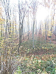 erdő