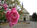 Árpádházi Szent Erzsébet rózsa