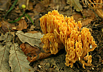 korallgomba