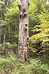 negyedik