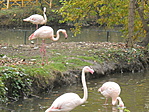 Rózsaszín flamingók