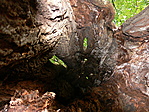 A kapu