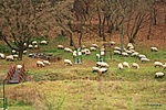 Birkák