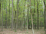 Erdő 2.