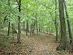 Erdő