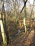 őszi erdő