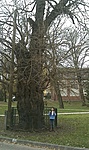 Eperfa