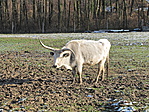 Görbe szarvas-marha