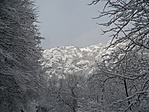 oda fel