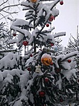A szabadkígyósi fa