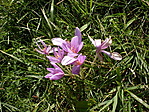 Colchicum autumnale