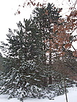 Fenyők