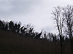 Borostyán