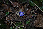 Hepatica nobilis - Májvirág a 3. pontnál