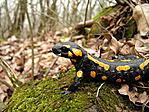 foltos szalamandra