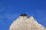 fészek