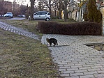Török cica