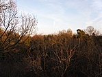 Horizont