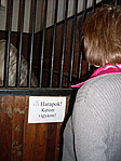 ...de azért a lovakkal hadilábon áll