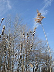 Tavaszi hangulat