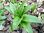 Medvehagyma
