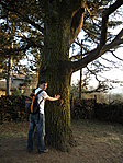 Bitu és a cédrus :)