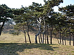 Táj