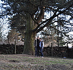 Libanoni cédrus
