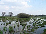 Mocsár