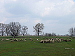 Bárányok