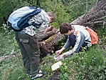 Záróláda