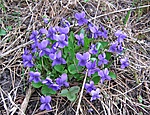 Ibolya