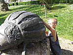 burgonyabogár