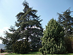 Fenyők