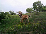 Jackson, a vadásztárs platóra felfelé menet