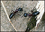 Hangyaköszönés