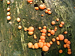 Fideszgomba