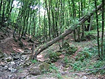 Kidőlt fa